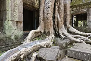 Religion: Embraced by the roots of the Bohdi tree