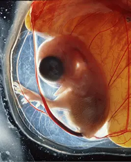 Cycles: EMBRYO OF CHICKEN AT 12 DAYS