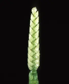 Grains: Embryo ear of wheat