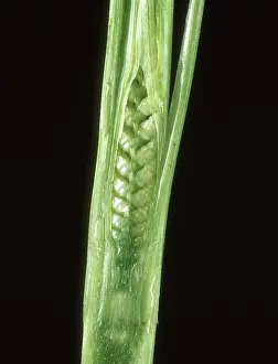 Grains: Embryo ear of wheat