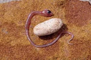 Embryonic: Embryonic Snake - & egg