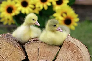 Woodpile: Emden Geese - two domestic goslings resting together