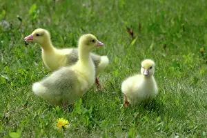 Emden: Emden Goose - three domestic goslings