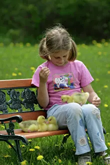 Emden: Emden Goose - three domestic goslings on bench