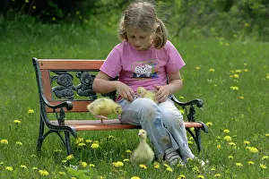 Stroking: Emden Goose - three domestic goslings on bench with girl