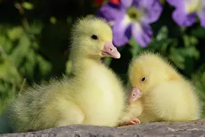 Emden: Emden Goose - two domestic goslings, in garden