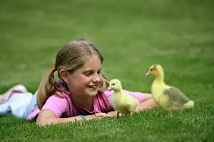 Emden: Emden Goose - two domestic goslings, being watched by girl