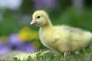 Emden: Emden Goose - gosling