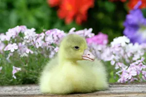 Emden: Emden Goose - gosling sitting amongst flowers