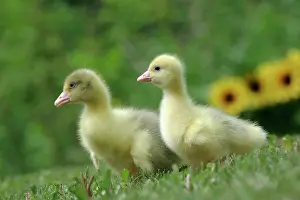 Emden: Emden Goose - two goslings