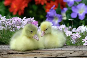 Huddled: Emden Goose - two goslings sitting together in garden
