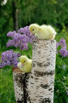Emden: Emden Gooslings, two sitting on tree stump in front