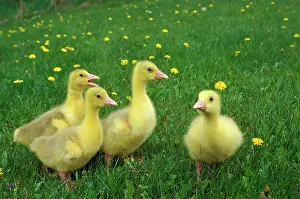 Emden: Emden Gosling chicks, four together in meadow