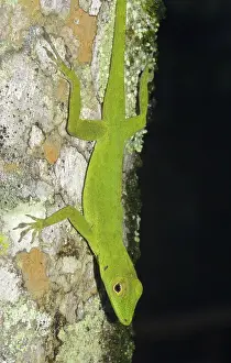 Herps: Emerald anole