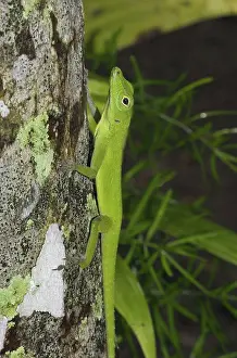 Herps: Emerald anole