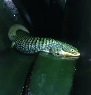 Abronia: Emerald Arboreal Alligator