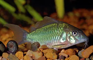 Catfishes: Emerald Catfish / Brochus
