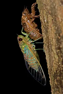 Smaragdina: Emerald Cicada