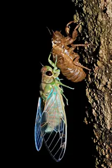 Smaragdina: Emerald Cicada