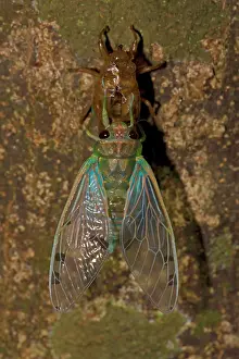 Smaragdina: Emerald Cicada