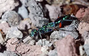 Cockroach: Emerald Cockroach Wasp / Jewel Wasp: a parasitoid