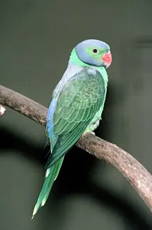 Psittacula: Emerald Collared Parakeet