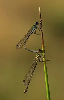 Damselfly: Emerald Damselflies - male and female in tandem