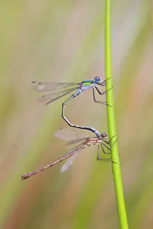 Paired: Emerald Damselflies - paired