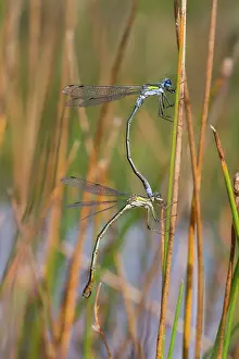 Paired: Emerald Damselflies - Paired