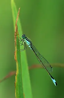 Lestes: Emerald Damselfly