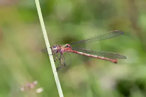 Lestes: Emerald Damselfly