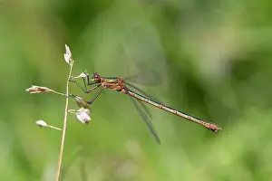 Lestes: Emerald Damselfly