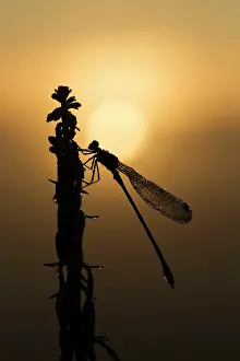 Emerald: Emerald - damselfly covered in early morning dew