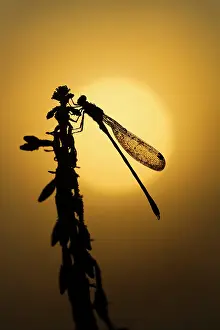 Emerald: Emerald - damselfly covered in early morning dew