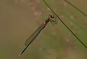 Metallic: Emerald Damselfly - female - resting on grass stem - July