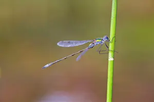 Lestes: Emerald Damselfly - male