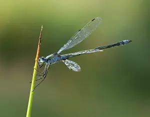 Opened: Emerald Damselfly - male resting on reed stem in