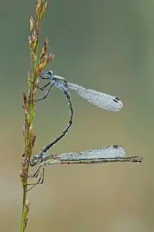 Paired: Emerald Damselfly - paired up and resting on grass