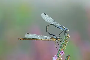 Paired: Emerald Damselfly - paired up and resting on Heather