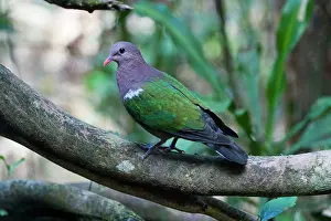 Chalcophaps: Emerald Dove