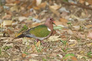 Chalcophaps: Emerald Dove