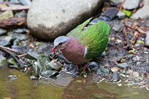 Chalcophaps: Emerald Dove