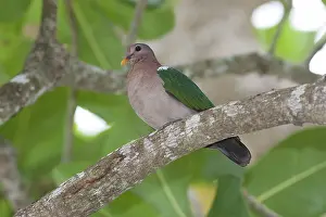 Vanuatu: Emerald Dove