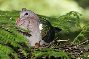 Chalcophaps: Emerald Dove