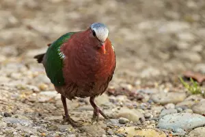 Emerald: Emerald Dove