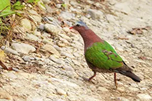 Emerald: Emerald Dove