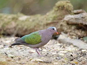 Emerald: Emerald Dove Chalcophaps indica Sabah, Malaysia