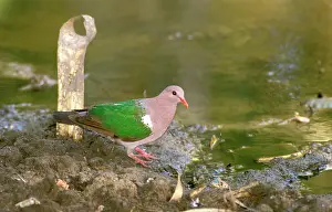 Chalcophaps: Emerald dove (Green-winged pigeon)