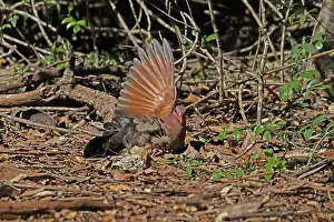 Chalcophaps: Emerald Dove, male, in Queensland, Australia