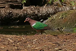 Chalcophaps: Emerald Dove, male, in Queensland, Australia